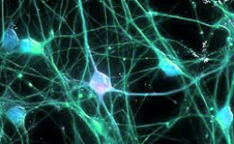 Исследование спайковой активности корковых нейронов