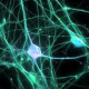 Исследование спайковой активности корковых нейронов